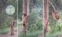 Mama Bear Performs Acrobatics to Get Food From Bird Feeder for Her 2 Cubs—And the Video Is Unbelievable