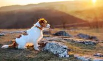 How Do I Know If My Dog Is Smart?
