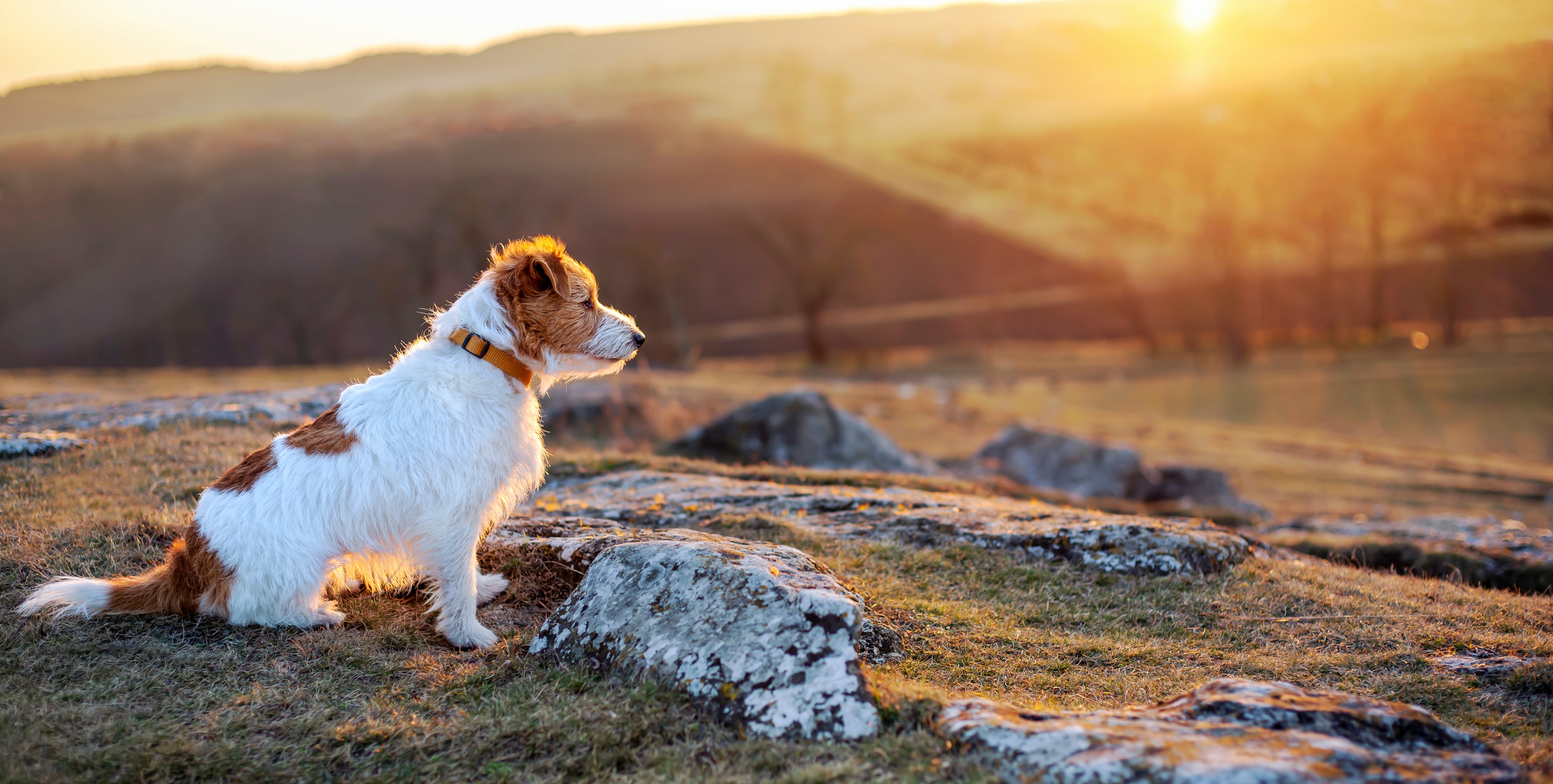 How Do I Know If My Dog Is Smart? - Vimarsana News