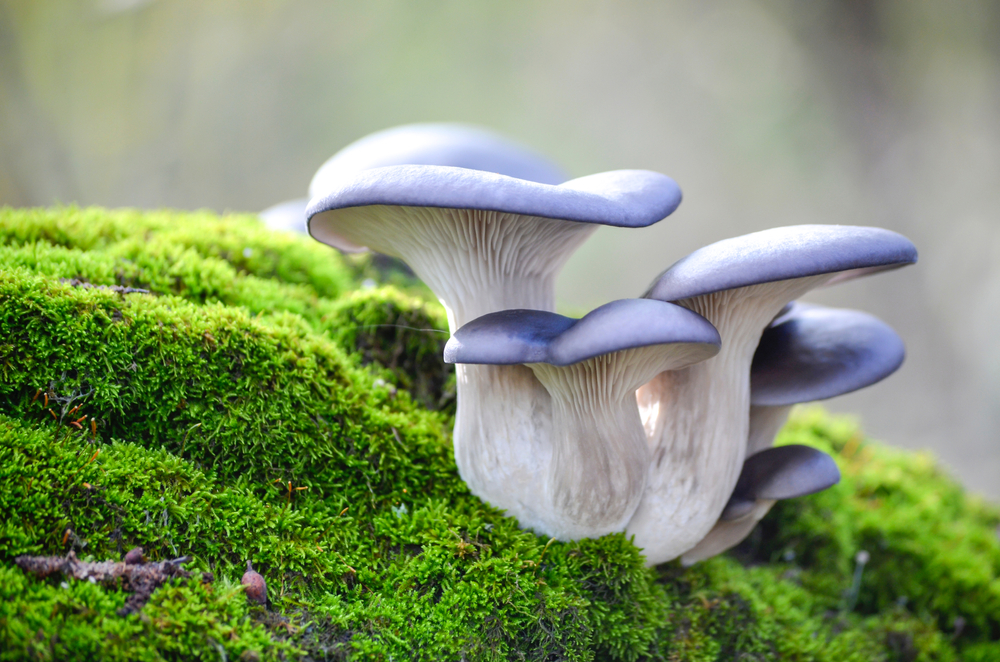Blue,Hat,Of,Oyster,Mushrooms,Growing,On,Green,Moss,Close