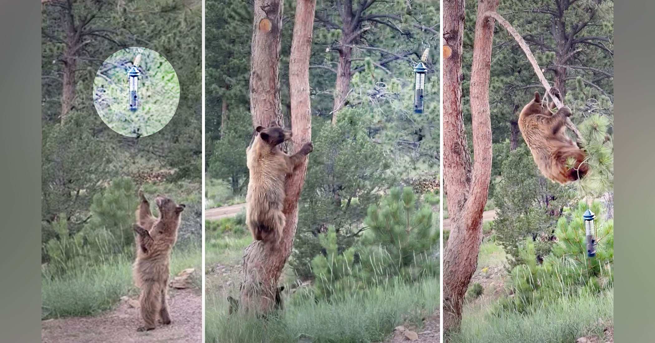 Mama bear performs acrobatics to get food from the bird feeder for her 2 cubs—and the video is unbelievable