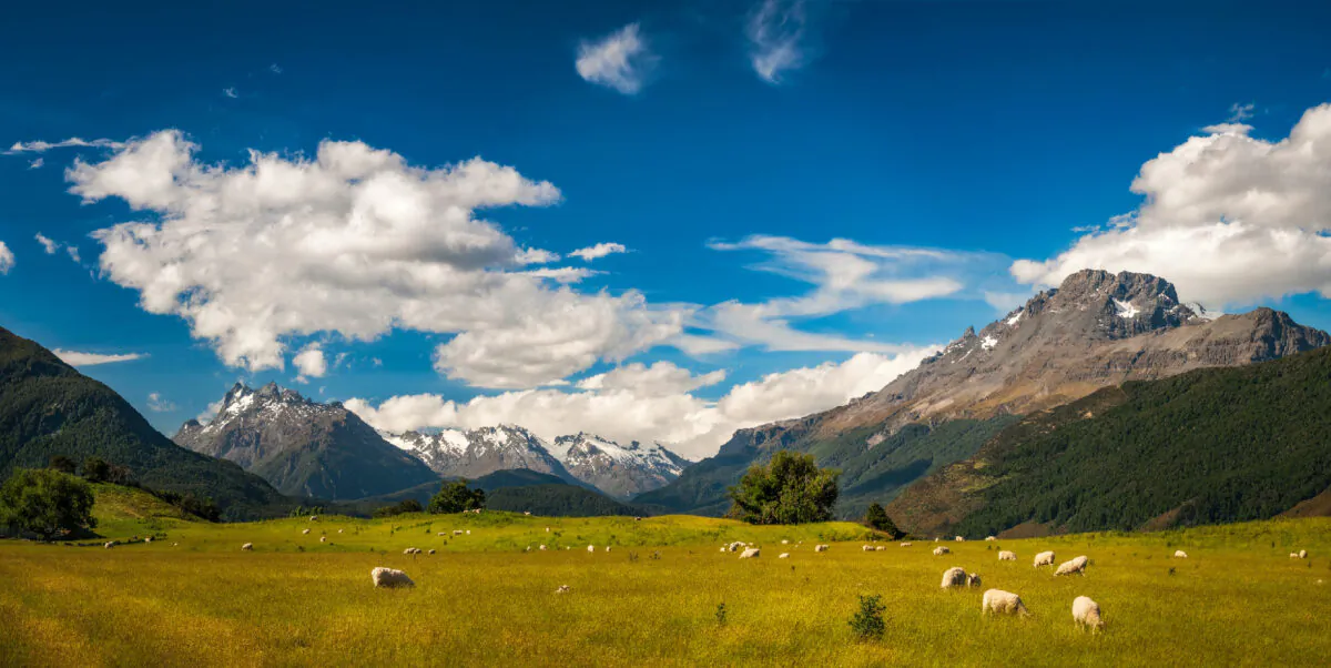 Sheep graze on little-known Stewart Island off the coast of South New Zealand. (Photo courtesy of Daniela Constantinescu, Dreamstime.com)
