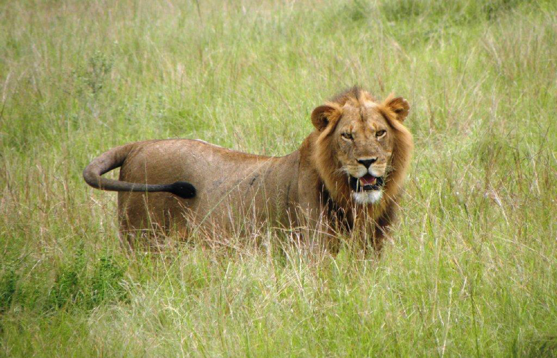 A male lion is spotted during an African safari. 
