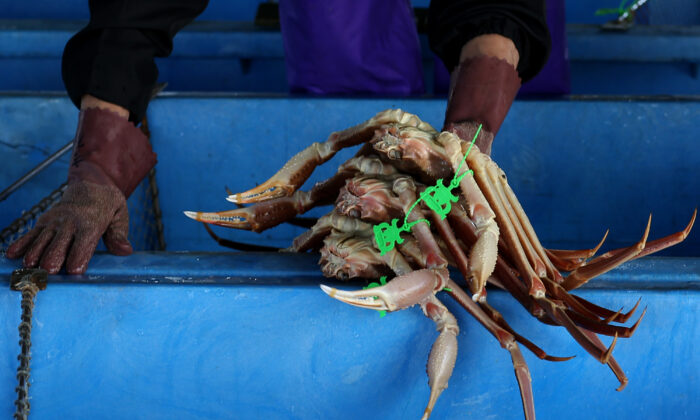 2020 年 11 月 6 日，在日本兵库县霞商业渔港举行的首日螃蟹拍卖前，一名妇女拿着一组刚捕获的雪蟹。（Buddhika Weerasinghe/Getty Images）