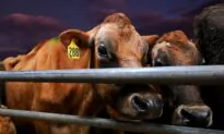 Signing Biden’s Methane Pledge a Betrayal of Farmers: Opposition Leader