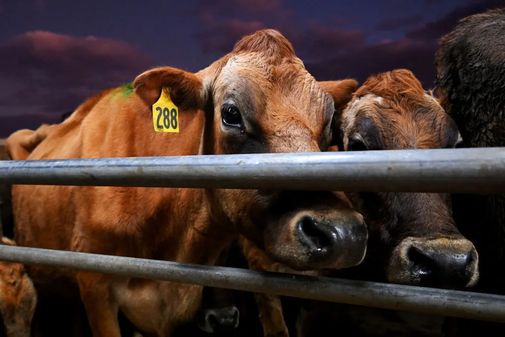 A photo taken on Aug. 10, 2022 shows cows waiting to be milked on a dairy farm near Cambridge in New Zealand's Waikato region on Oct. 11, 2022. William West/AFP via Getty Images)