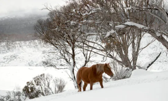 Australia’s Snowy Mountians Feral Horse Population Explodes