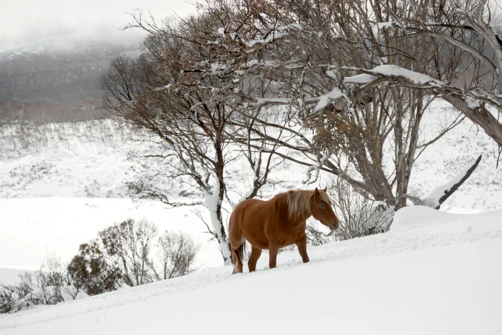 A member of of a small herd of Brumbies in the Long Plains area of the Kosciuszko National Park, Australia on Aug. 24, 2020. (Brook Mitchell/Getty Images)
