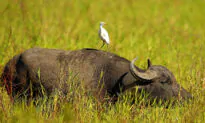 Pledge to Cut Methane Fails to Include World’s Largest Feral Populations: Regional Australian MP