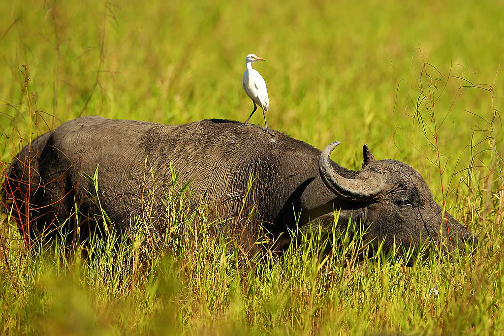 An egret sits on the back of a buffalo as it walks through long grass of Darwin, Australia on April 15, 2012. (Mark Kolbe/Getty Images)