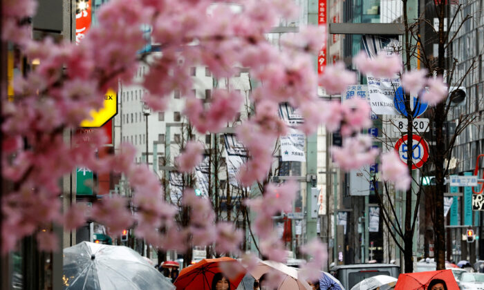 2022 年 3 月 22 日，在日本东京，取消对东京和其他 17 个县的 COVID-19 限制后的第一天，行人在购物区的人造樱花装饰后面看到了行人。（Kim Kyung-Hoon/路透社）