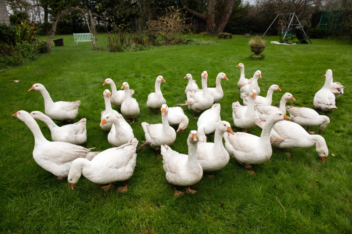 Free-range geese graze on the lawn in front of the farmhouse at the Maunder's family-run Home Farm in the village of Kingsweston, near Somerton, England, on Dec. 15, 2015. (Matt Cardy/Getty Images)
