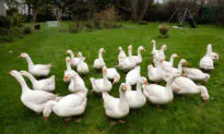 Bird Flu Prevention Zone Declared Across Britain Amid ‘Largest Ever Outbreak’