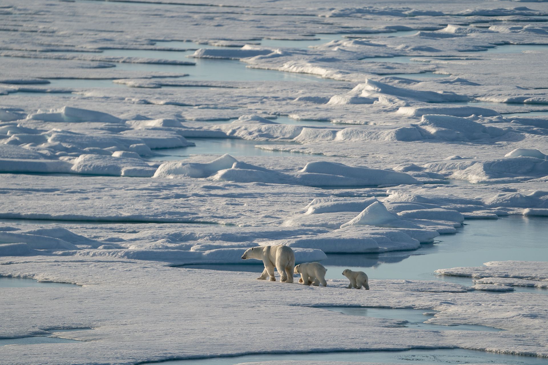 Polar Bear And Cub by Guan – HomeLess Made