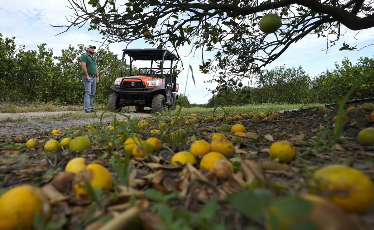 Fifth generation farmer Roy Petteway looks at the damage to his citrus grove from the effects of Hurricane Ian in Zolfo Springs, Fla. on Oct. 12, 2022. (Chris O'Meara/AP Photo)