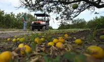 Report: Hurricane Ian Farm Loss Could Reach $1.56 Billion