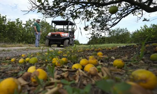 Report: Hurricane Ian Farm Loss Could Reach $1.56 Billion