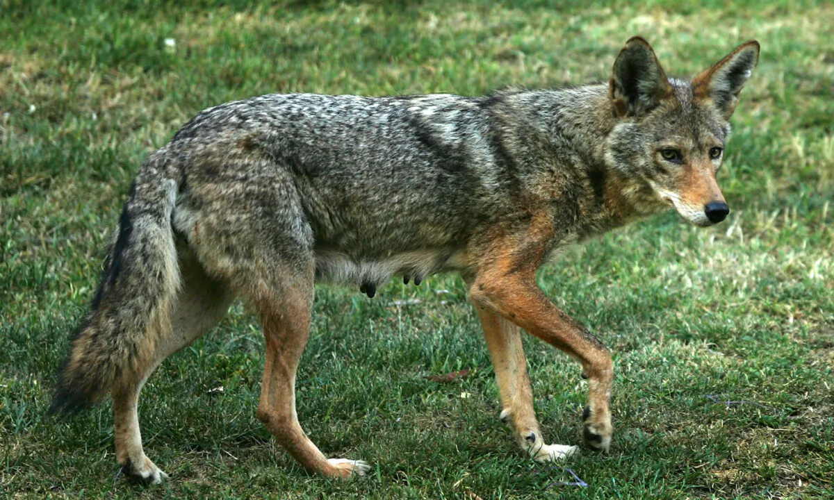 File photo of a coyote. (David McNew/Getty Images)