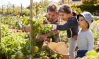 Homegrown Tomatoes: $37 Each