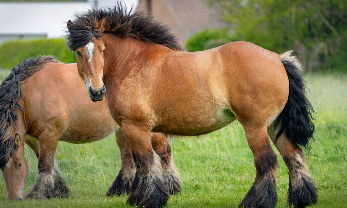 9 Breathtaking Draft Horse Breeds With Long Flowing Manes and Beautifully Feathered Fetlocks