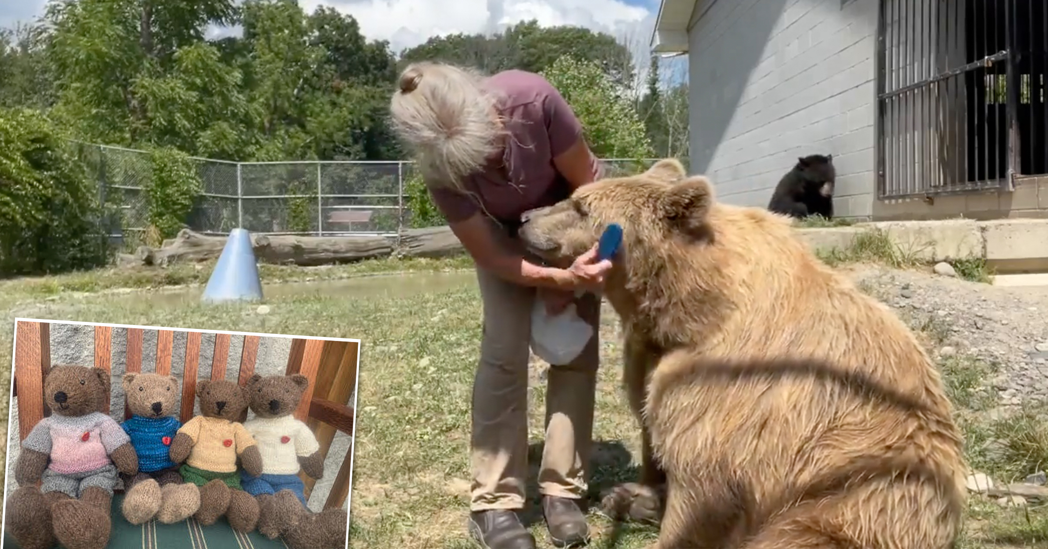 Sweet Rescued Bears Have Their Fur Brushed to Make Fuzzy Knitted Christmas Toys - Vimarsana News