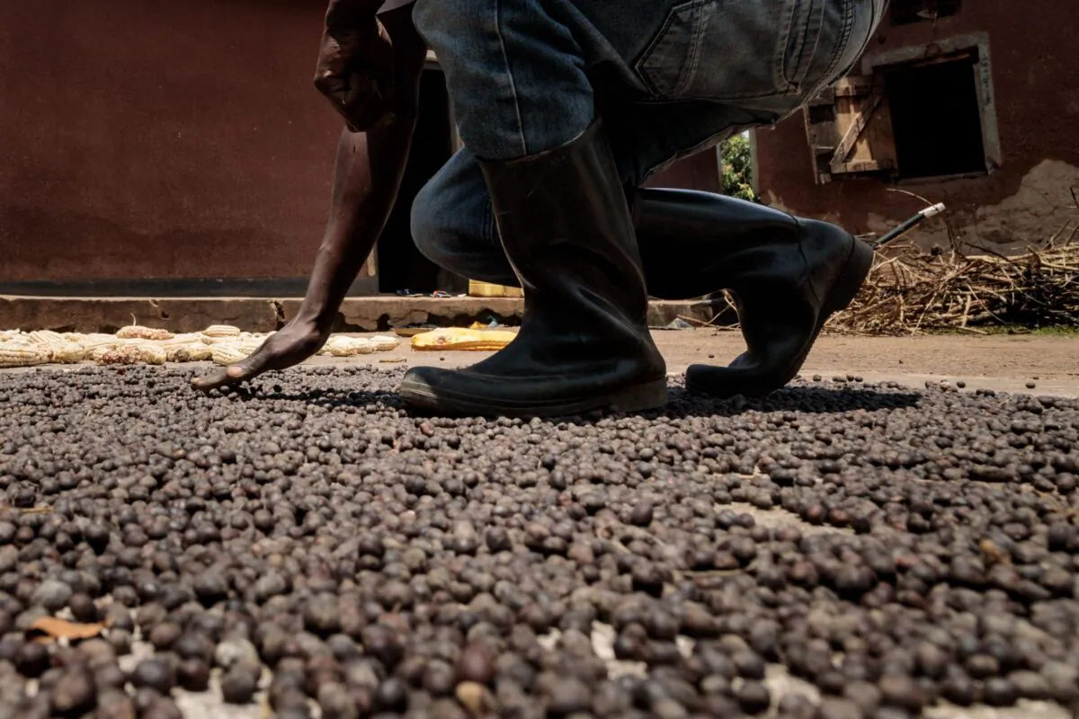 Peter Wakisi, 36, dries coffee harvests gained from the farm after applying frass from black soldier Flies as manure in Nyiize Kawomya on Aug. 22, 2022. (Badru Katumba/AFP via Getty Images)