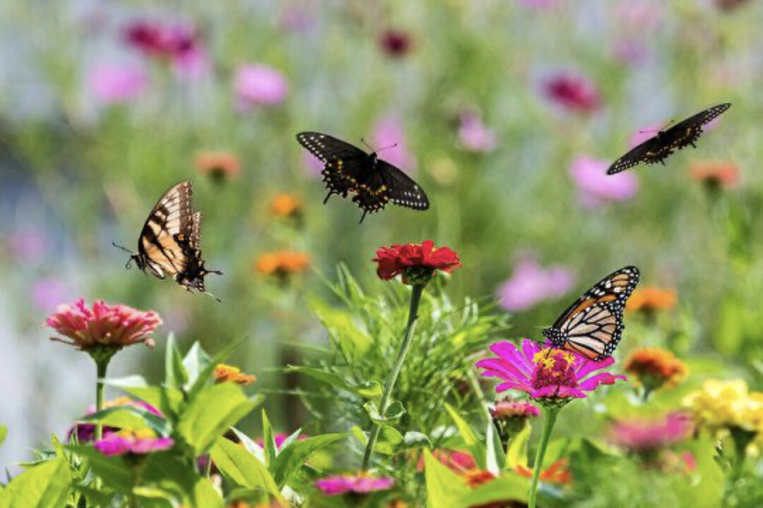 Bach Flower Remedies and Shen Nong Rely on Nature as an Antidote to Disease