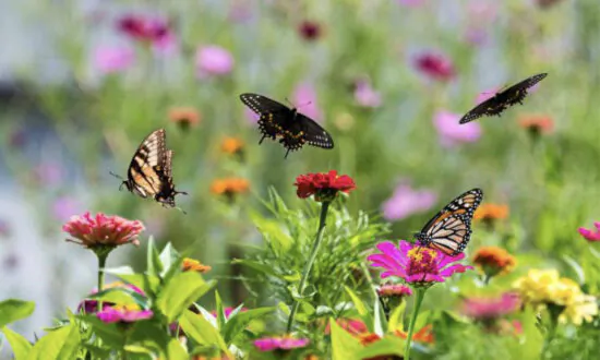 Bach Flower Remedies and Shen Nong Rely on Nature as an Antidote to Disease