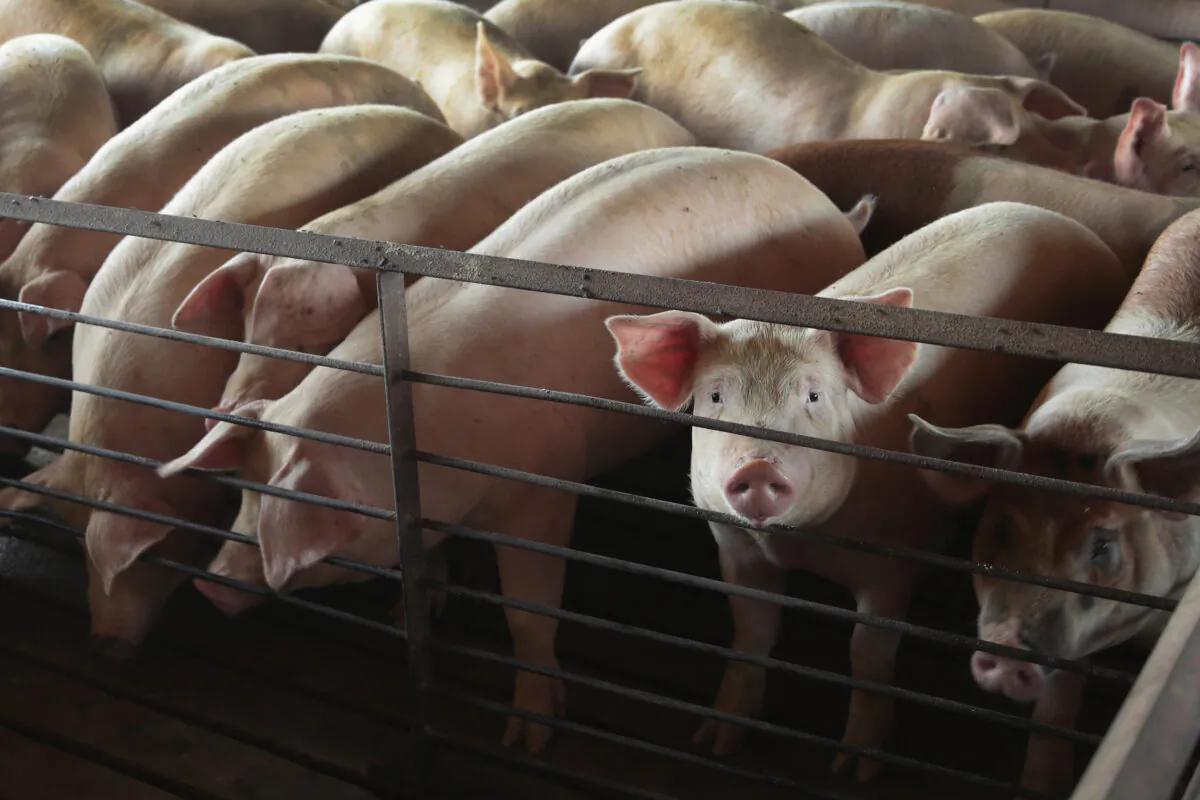 Hogs are raised on the farm of Ted Fox on July 25, 2018 near Osage, Iowa. (Scott Olson/Getty Images)