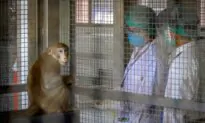 US Animal Welfare Organization Calls for Shipment of 1,000 Lab Monkeys Not to Be Returned to Cambodia