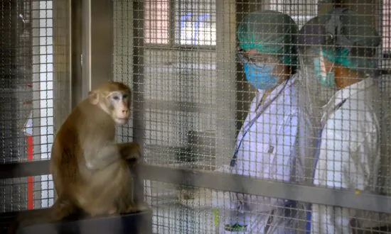 US Animal Welfare Organization Calls for Shipment of 1,000 Lab Monkeys Not to Be Returned to Cambodia