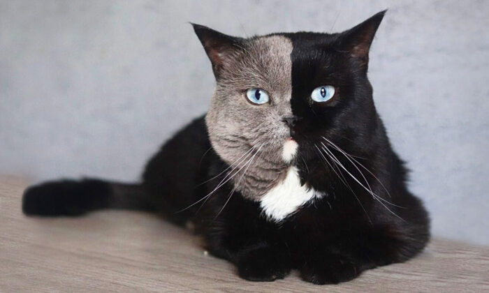 PHOTOS: Rare Cat With ‘Two-Faced’ Coloration Will Steal Your Heart—’He Is so Unique’