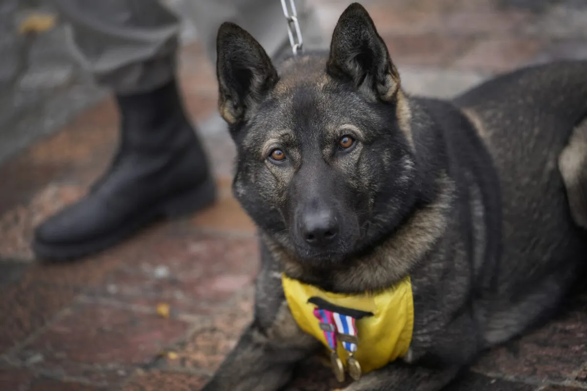 A French soldier with his dog Sparcel stands at attention during a ceremony in Suippes, eastern France, on Oct. 20, 2022. (Christophe Ena/AP Photo)
