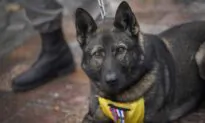 France Honors Hero Dogs, Highlighting Their Achievements