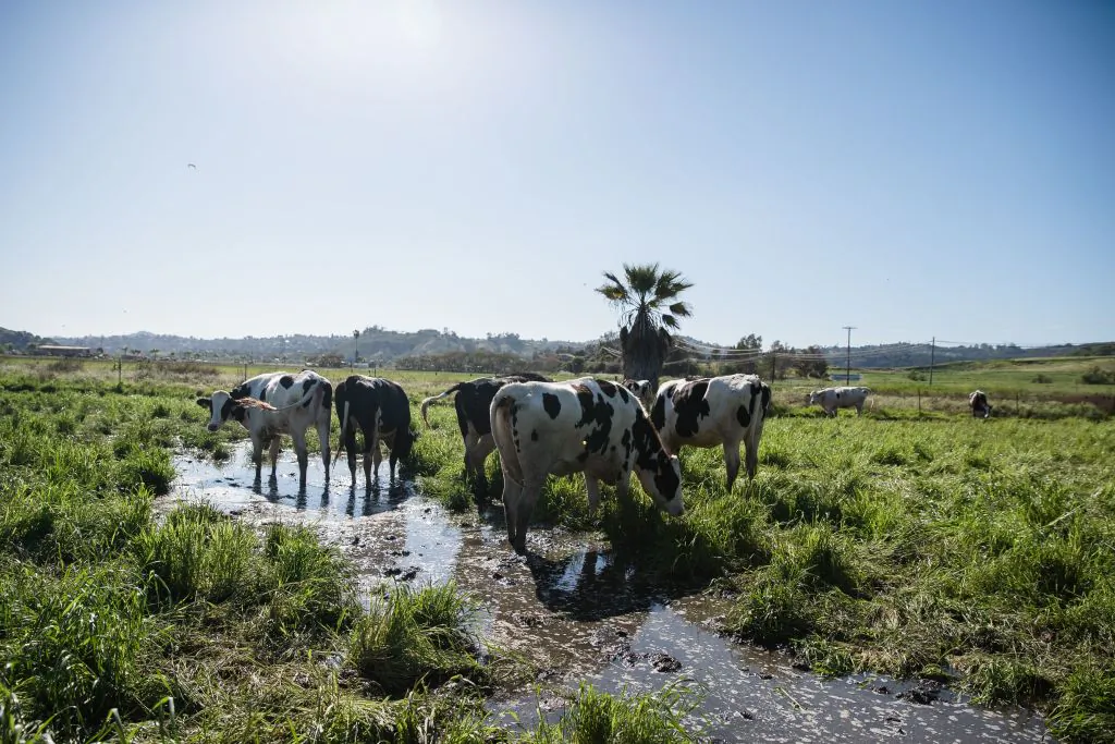 A view of cows in a file photo. (Ariana Drehsler/AFP via Getty Images)