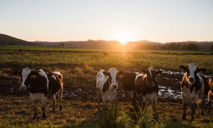 A view of cattle ruminating around Frank Konyn Dairy Inc. in Escondido, Calif.,  on April 16, 2020. (Ariana Drehsler/AFP via Getty Images)