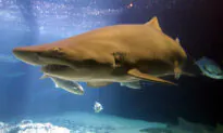 Where Do Fish Go for Scratch Relief? Their Predators