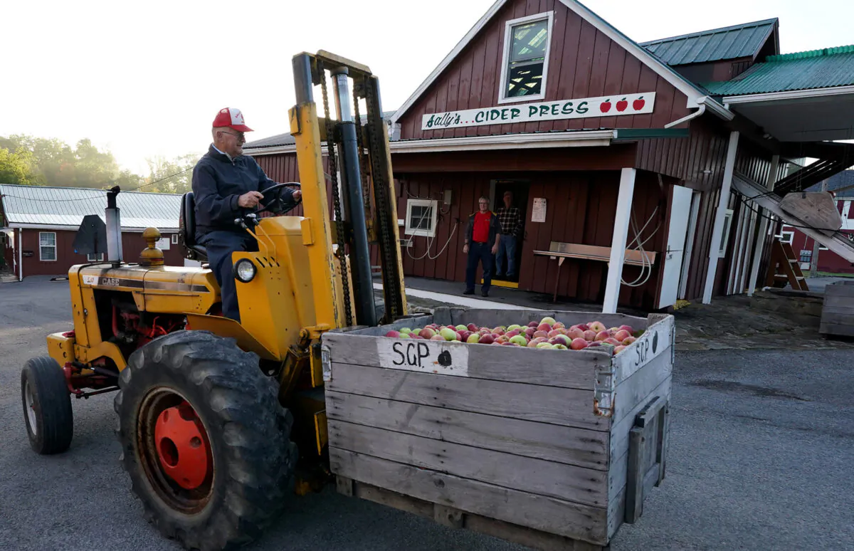 Tom Davis, 83, hauls apples to his antique press to make cider at Sally's Cider Press in Harmony, Pa., on Oct. 6, 2022. (Courtesy of Pittsburgh Post-Gazette/TNS)