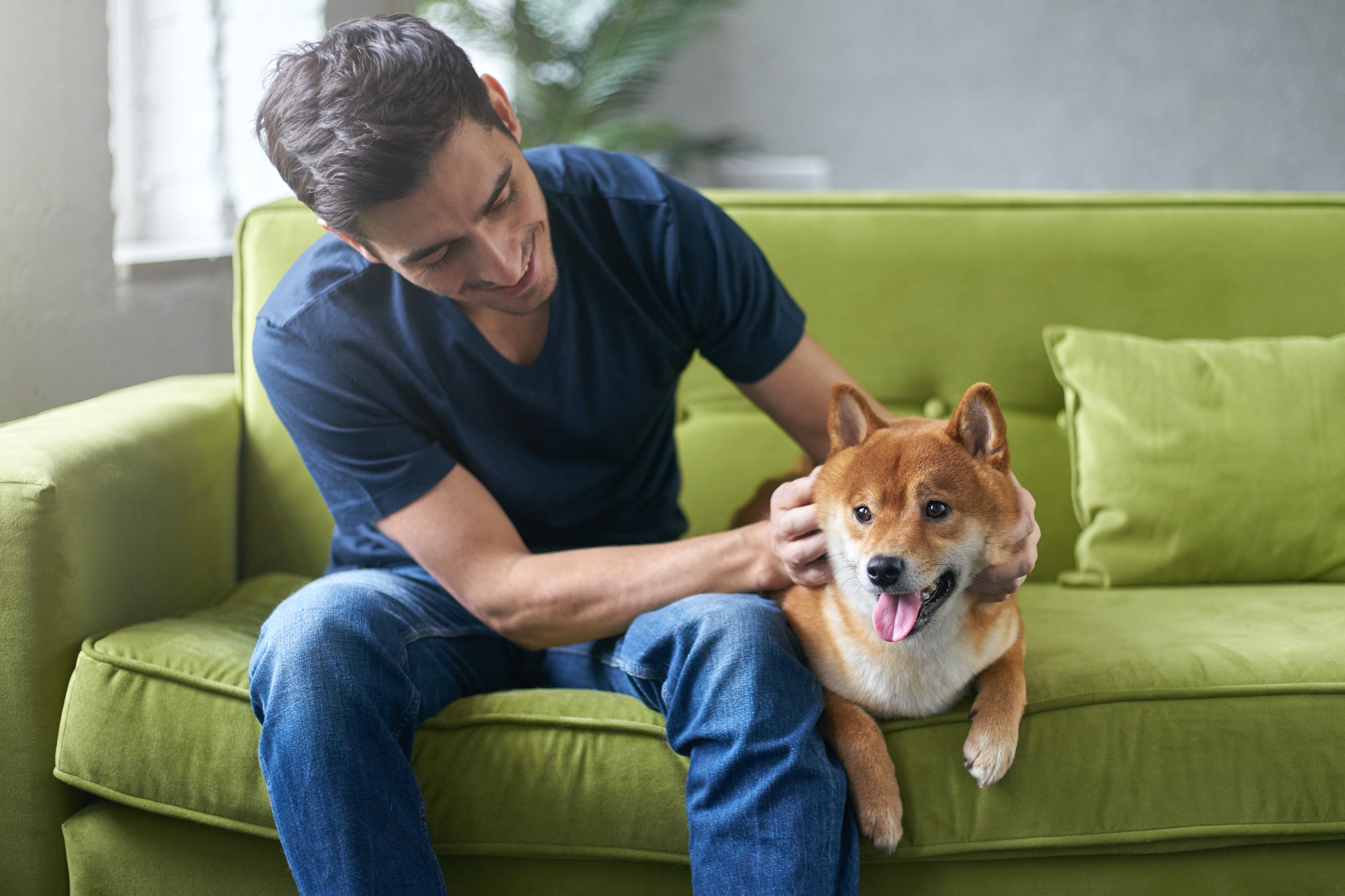 10 Signs That You May Need a New Pet - Vimarsana News