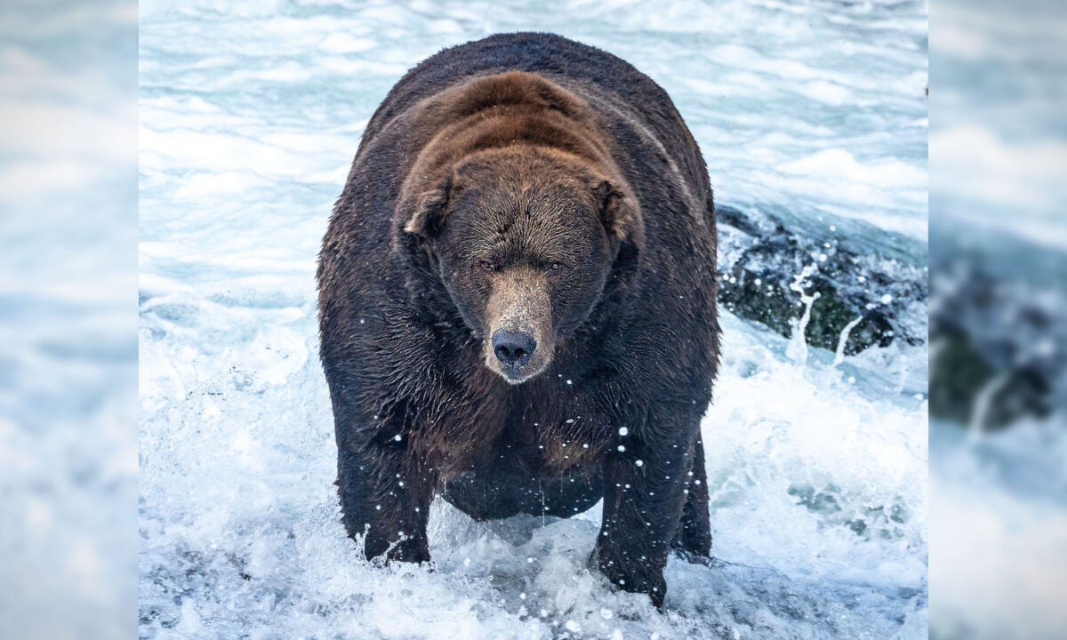 Stuffed With Salmon: Brown Bear ‘747’ Declared Champion of Annual ‘Fat
