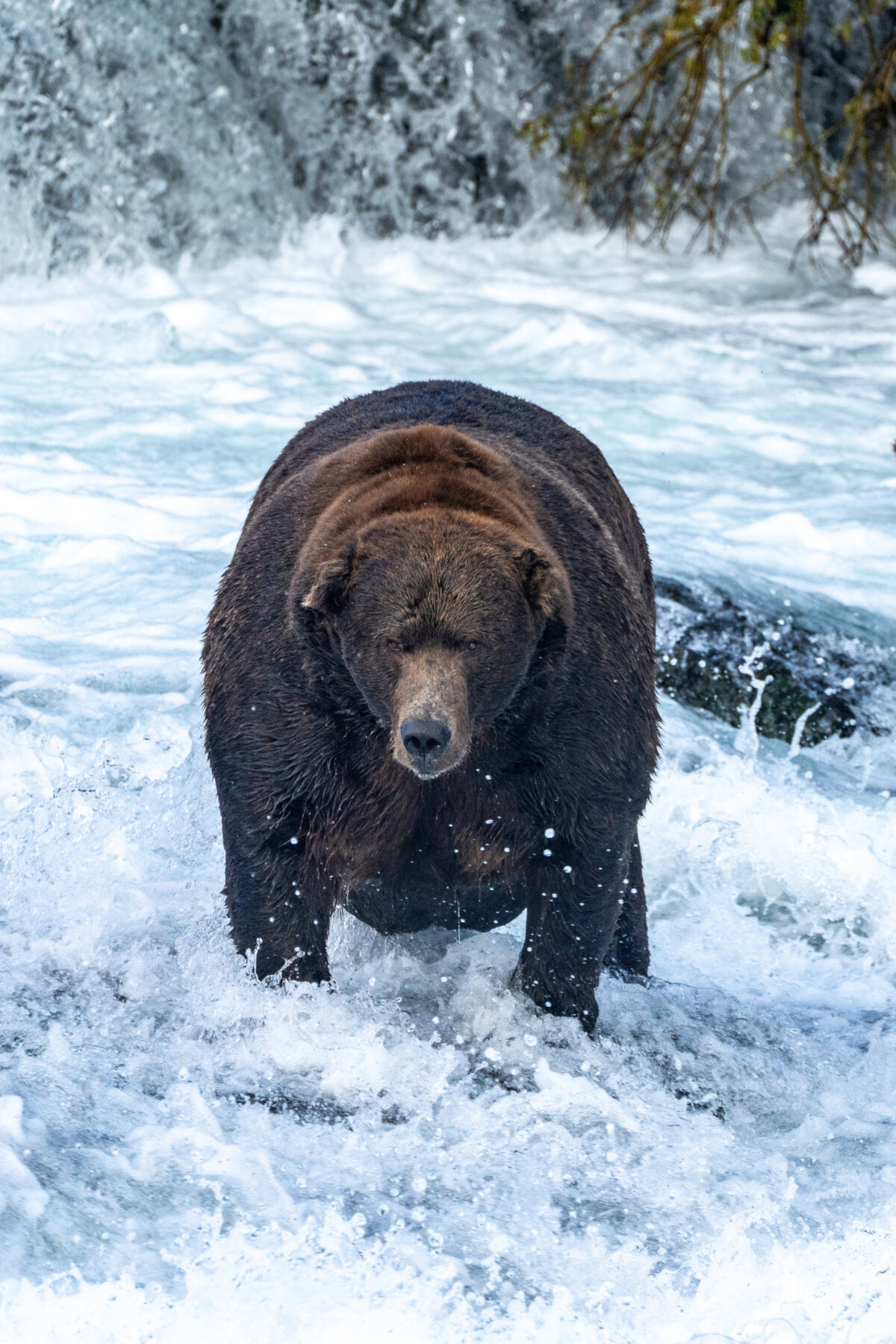 Stuffed With Salmon Brown Bear ‘747’ Declared Champion of Annual ‘Fat