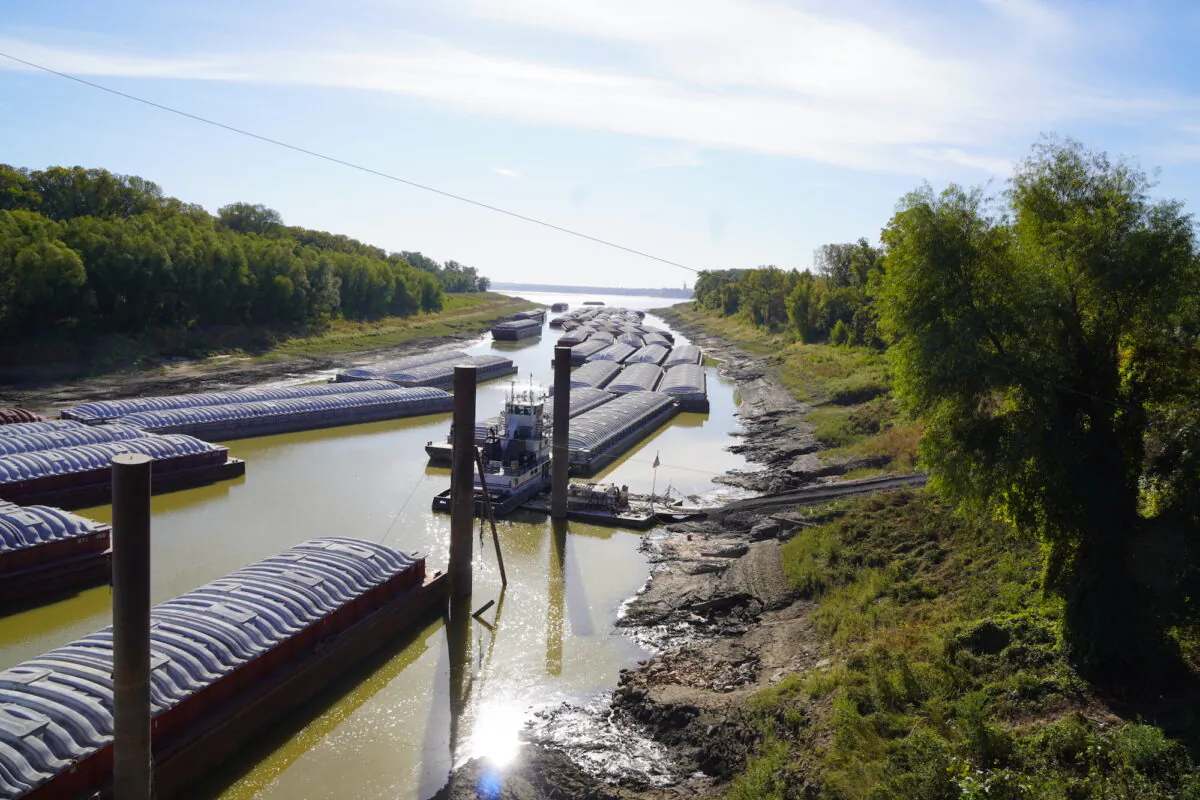 A line of commercial barges carrying soybeans sits "dead in the water" in the receding Mississippi River near Poinsett Rice and Grain in Osceola, Ark., on Oct. 20, 2022. The barges have been in dock for days after a company barge became stuck in the shallow mouth of the loading port. (Allan Stein/The Epoch Times) 
