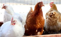 Lowly Chicken May Yet Rule Roost in Texas