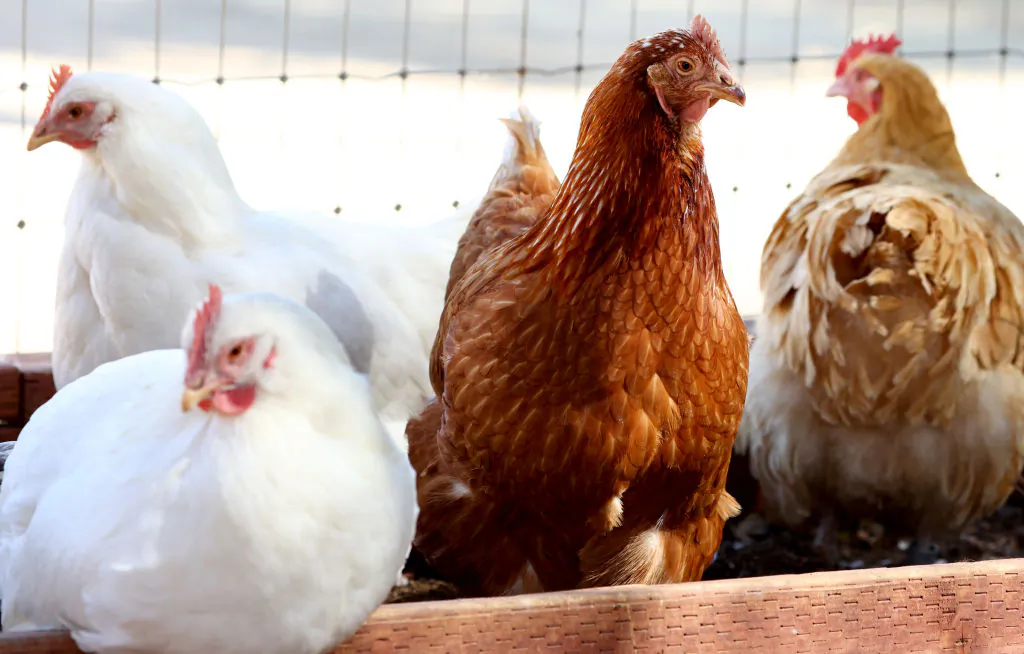 Rescued chickens gather in an aviary at Farm Sanctuary’s Southern California Sanctuary in Acton, Calif., on Oct. 5, 2022. A wave of the highly pathogenic H5N1 avian flu has now entered Southern California as the fall bird migration sets in, raising concerns for wild birds and poultry farms in the region. (Mario Tama/Getty Images)