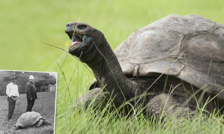 Meet the World's Oldest Living Land Animal, Jonathan the Tortoise Who Is  190 Years Old