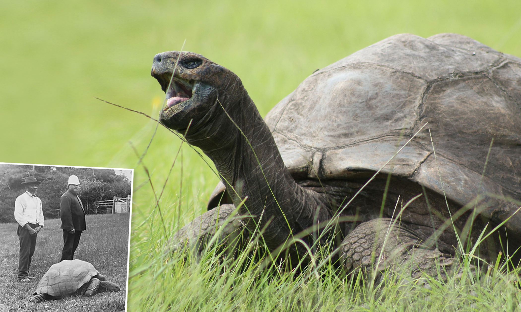 Jonathan the tortoise, world's oldest land animal, celebrates his