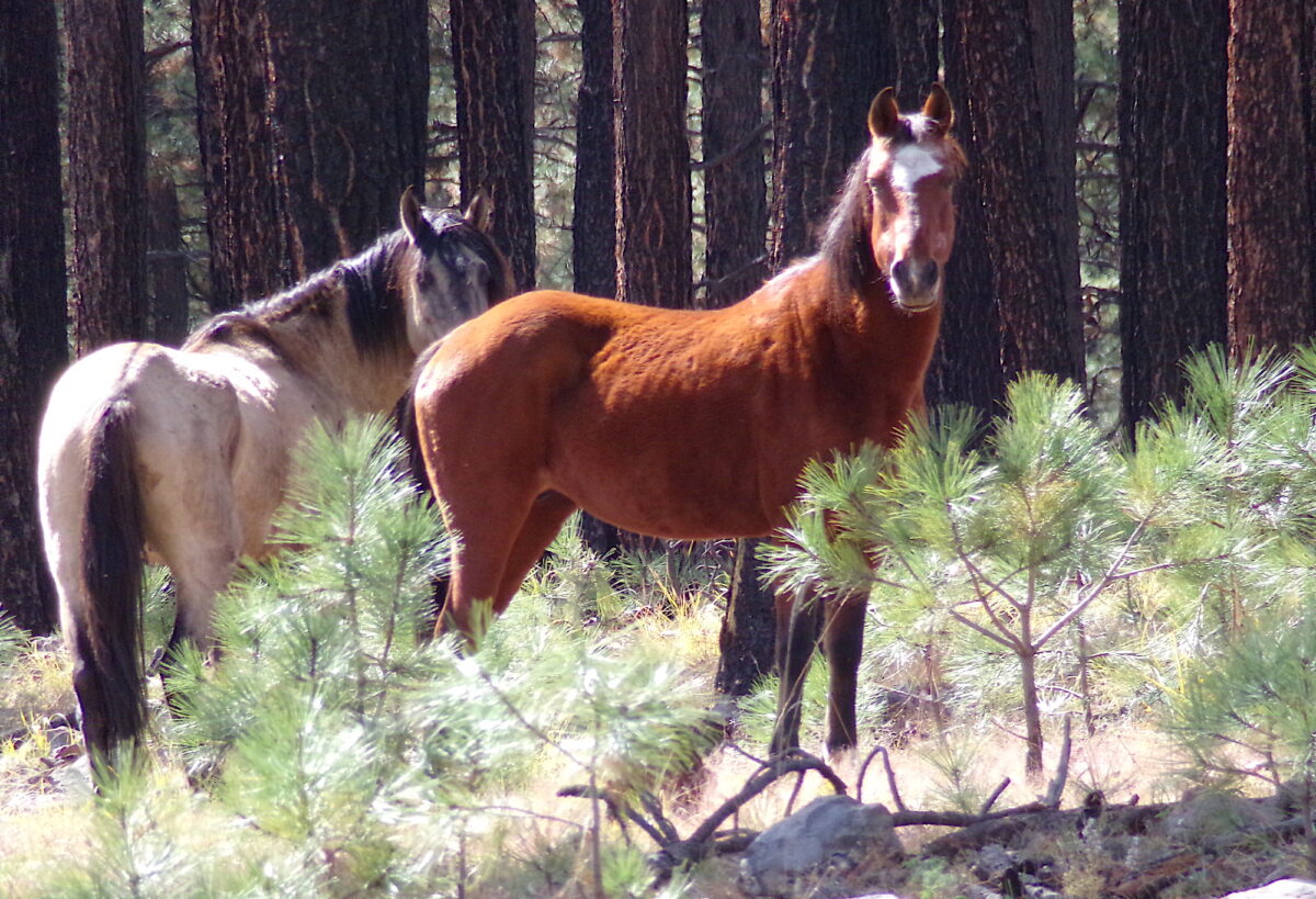 Who’s Killing Arizona’s Alpine Wild Horses?