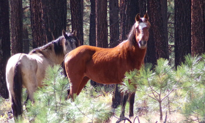 Mystery Deepens as 36 Alpine Wild Horses Are Shot and Killed in Arizona