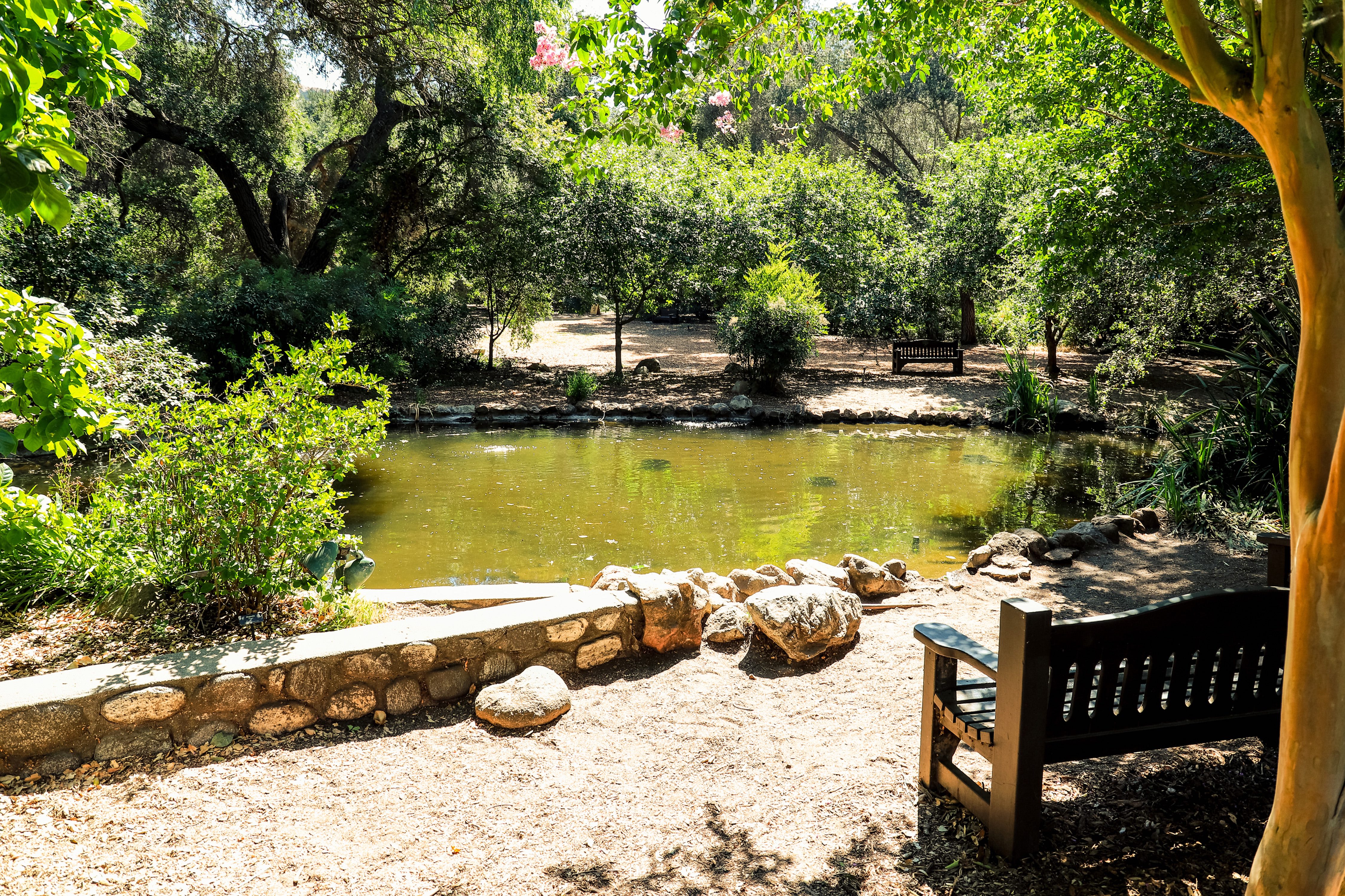A view of the lake and trees at Descanso Gardens in La Canada, California.
