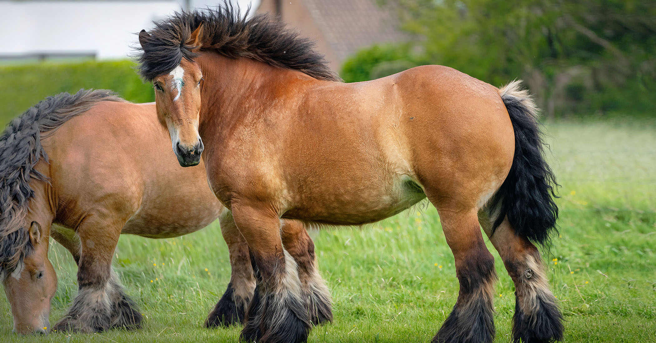 Drum Horse Breed At Santiago Vanmatre Blog Drum Horse Breed At Santiago Vanmatre Blog